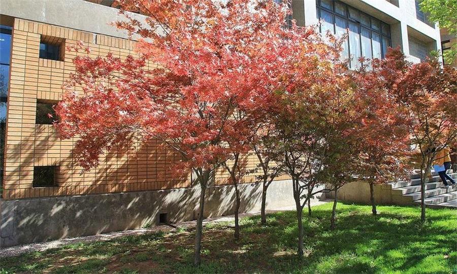北京外國語大學校景1