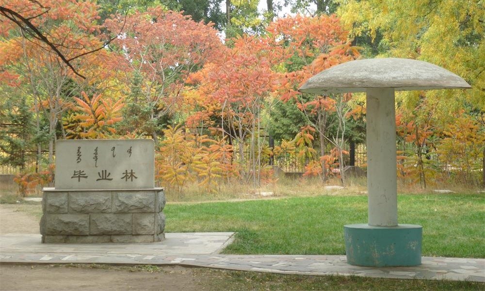 內蒙古大學畢業林1