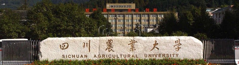 四川大學(xué)校門(mén)