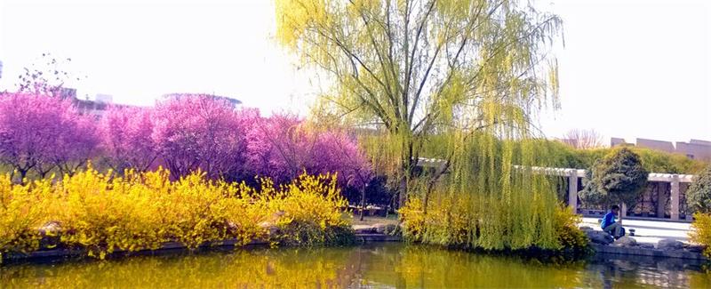 西北農(nóng)林科技大學校園