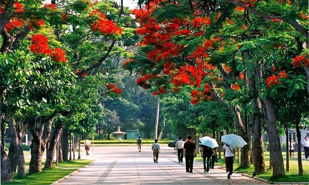 廈門大學鳳凰花開1