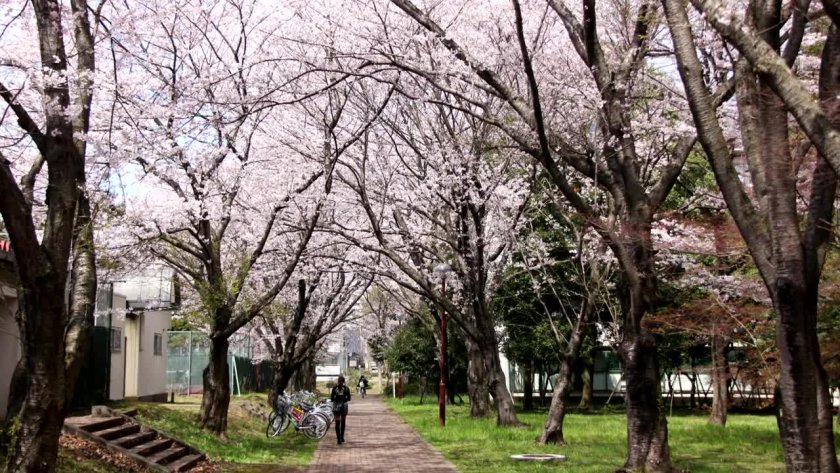 筑波大學學院設置