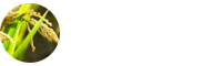 作物學在職研究生
